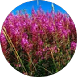 Profile photo of Betsy Elder