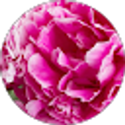 Profile photo of Ang R