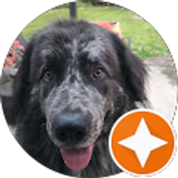 Profile photo of Ahmad Joumaa