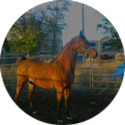 Profile photo of Cherie Alcorn