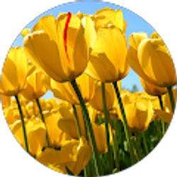 Profile photo of Kyuwon Kim