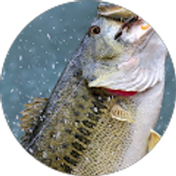 Profile photo of Ebro Burrito