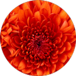 Profile photo of Bettina Gentilo
