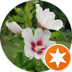 Profile photo of cheryl summers