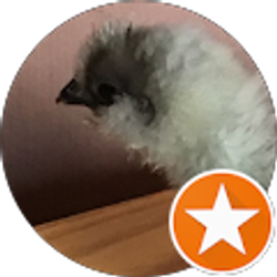 Profile photo of Thecrazy Chickenladysgarden