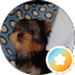 Profile photo of Princess Yorkie