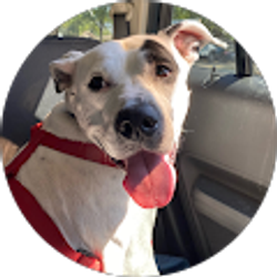 Profile photo of Hamish