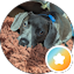 Profile photo of Bo Bandi