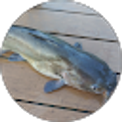 Profile photo of Huntin Hollars tv