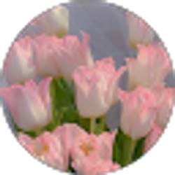 Profile photo of Nune .M
