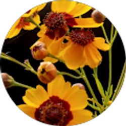 Profile photo of Tatum L