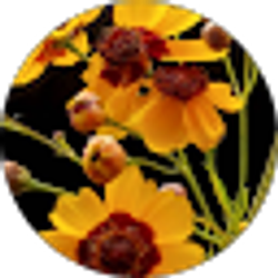 Profile photo of Tatum L