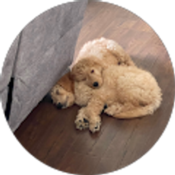 Profile photo of Brayden Adams