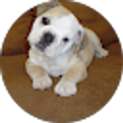 Profile photo of Dave Weigand