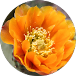 Profile photo of vero fuentes