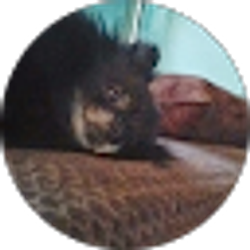 Profile photo of Cheryl Shamsid-deen
