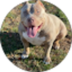 Profile photo of Ilich Billy