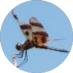 Profile photo of Susan Perney