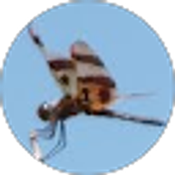 Profile photo of Susan Perney