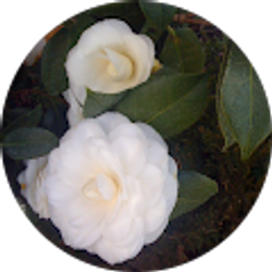 Profile photo of Mary Hooley