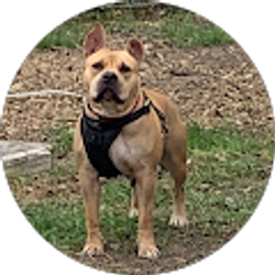 Profile photo of nicko banda