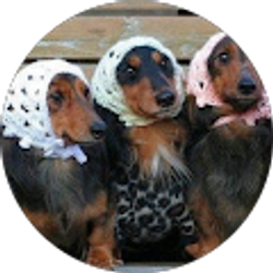 Profile photo of L K