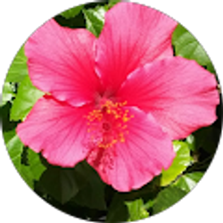 Profile photo of Sue Myers