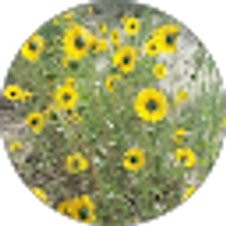 Profile photo of Jeanne Cline