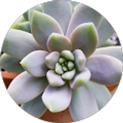 Profile photo of Suzanne Barr