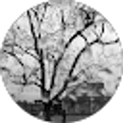 Profile photo of Lizzy Guzman
