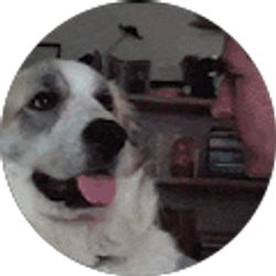 Profile photo of Harry Vo