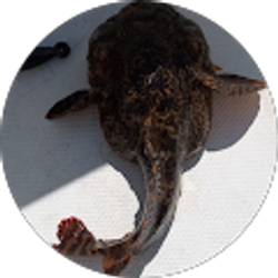 Profile photo of John Lamacchia