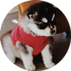 Profile photo of laura Morillon