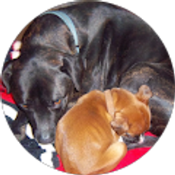 Profile photo of Chandler Barton