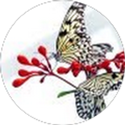 Profile photo of Chelsea Lane