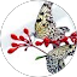 Profile photo of Chelsea Lane