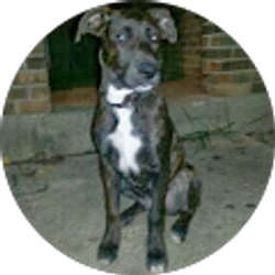 Profile photo of Brian Bello