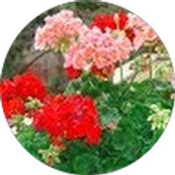 Profile photo of Anna S.