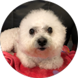 Profile photo of Jenny Shin