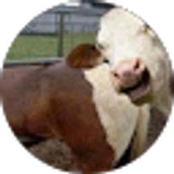 Profile photo of LAURA CORONADO