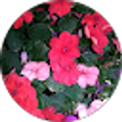 Profile photo of Audrey veracruz