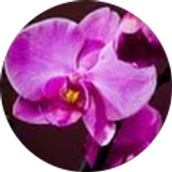 Profile photo of Kylene Vigil