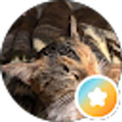 Profile photo of Sherry Bishop