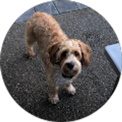 Profile photo of K J