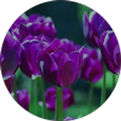 Profile photo of Katarina Pilon