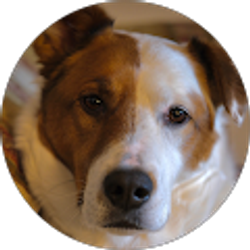 Profile photo of John MacKinnon