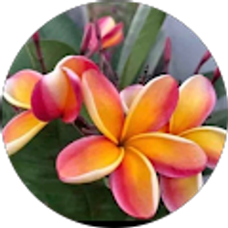 Profile photo of Randi Williams