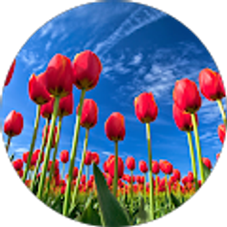 Profile photo of jocelyne paul