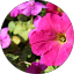 Profile photo of Elizabeth Chapin