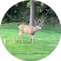 Profile photo of Gandy Dancer